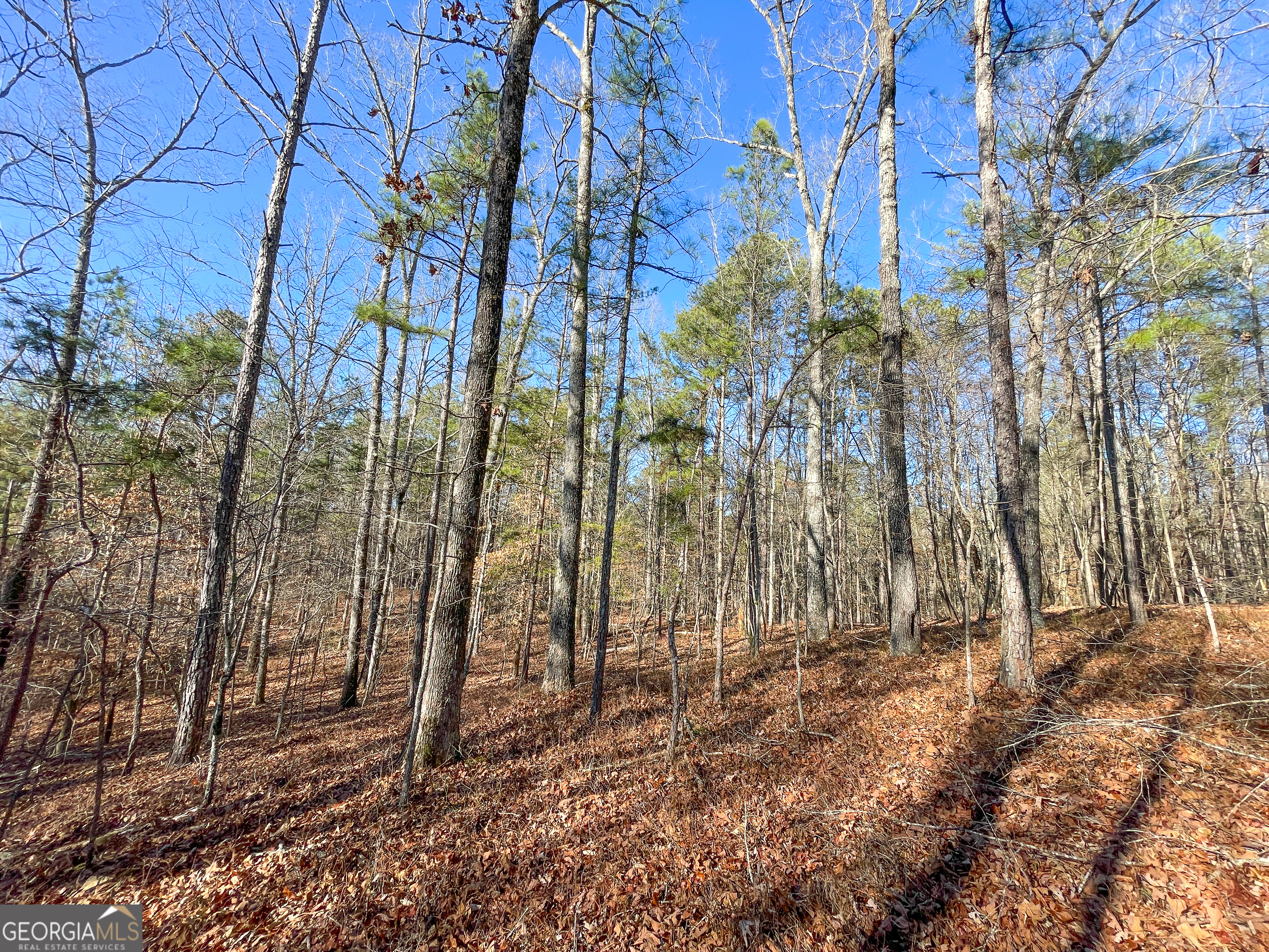 125 George Green Road Tallapoosa, GA 30176 - Photo 5 of 28 a view of a backyard of the house