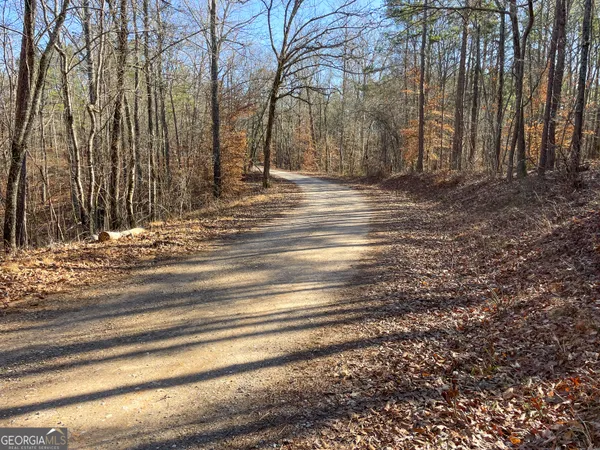 a view of a forest with a tree