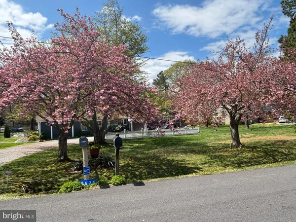 a view of a park with large trees