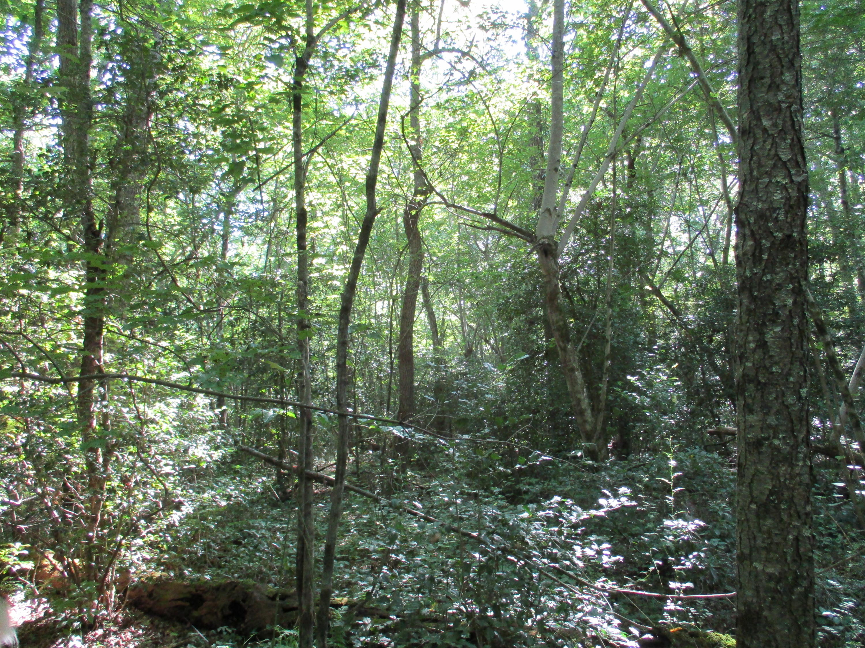9 Cedar Road, Unit 20 Pikeville, TN 37367 - Photo 12 of 18 IMG_0343
