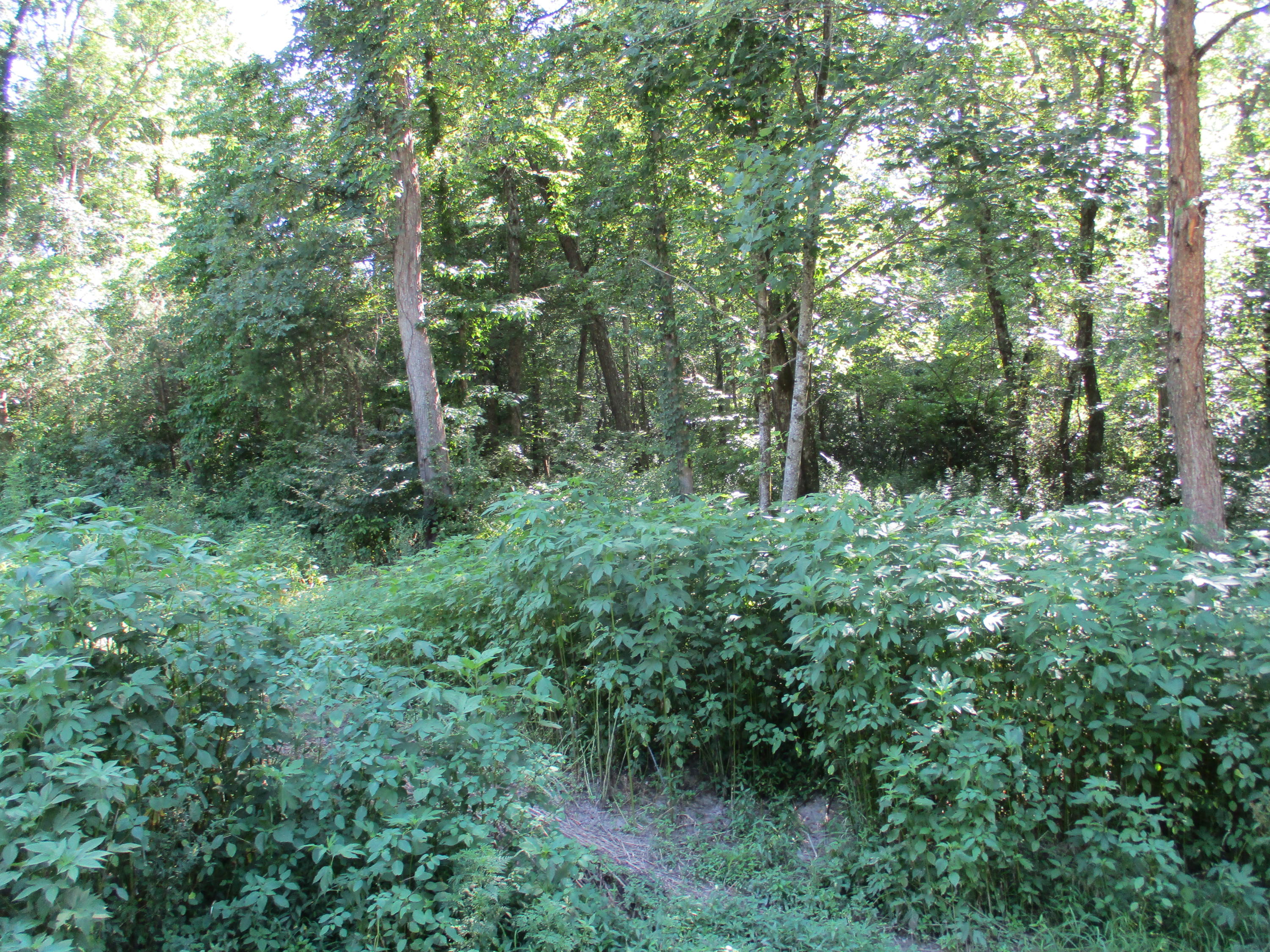 9 Cedar Road, Unit 20 Pikeville, TN 37367 - Photo 8 of 18 IMG_0340