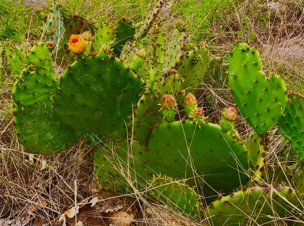 $549,000 | 769 Three Creeks Drive, Bertram, TX 78605