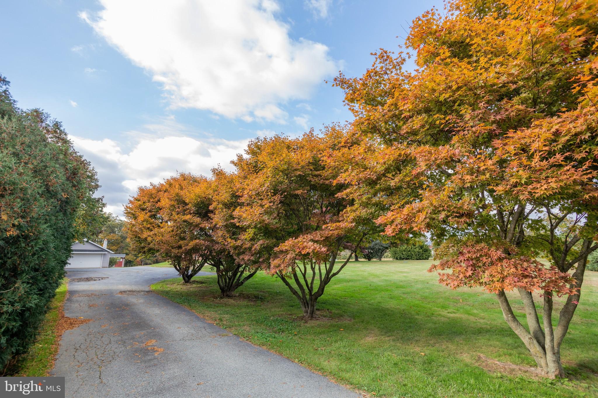 1457 Appleton Road Elkton, MD 21921 - Photo 31 of 36 Gorgeous tree lined driveway