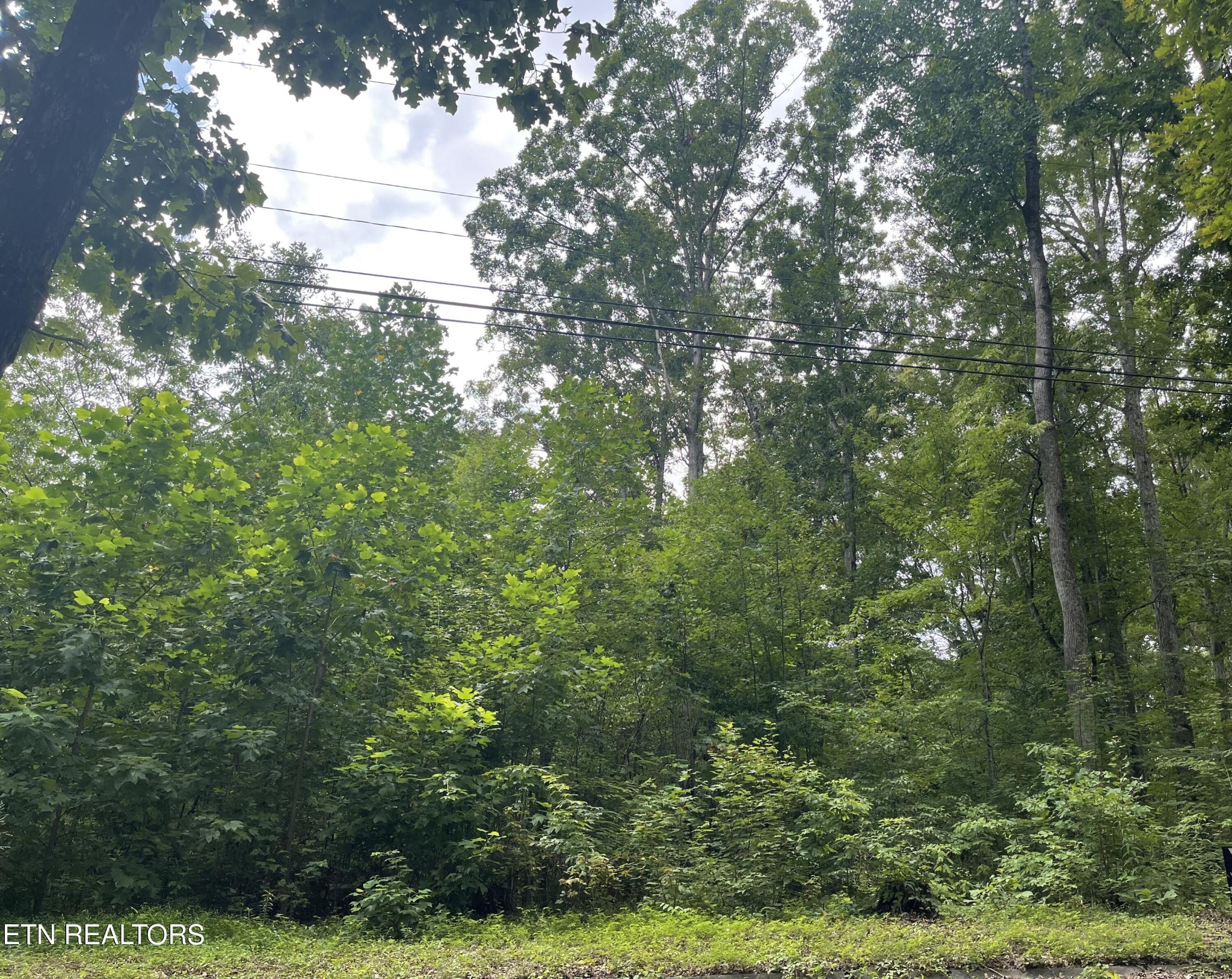 0 Mallard Baye Rutledge, TN 37861 - Photo 3 of 13 a view of a tree of a yard