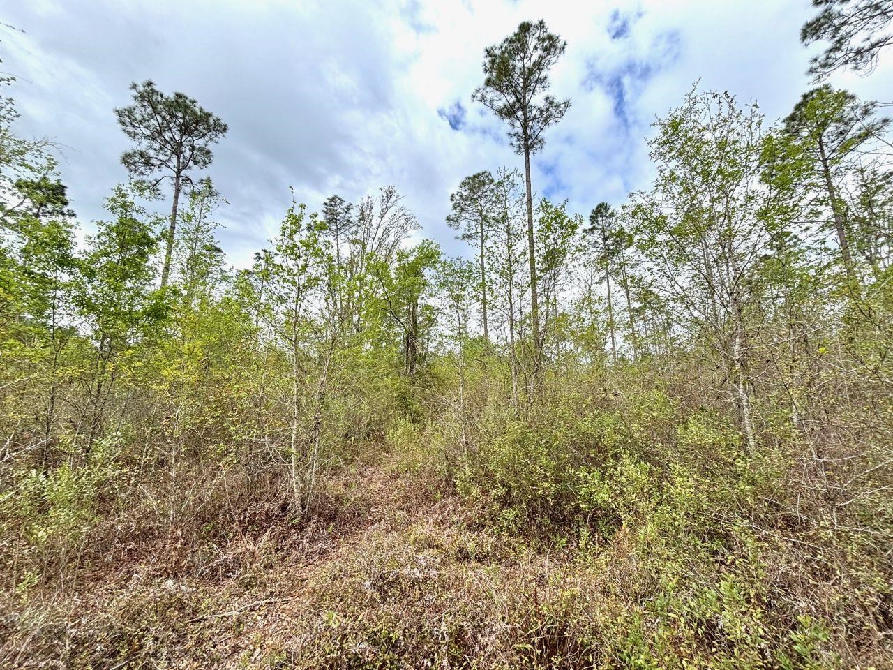 Vacant Southwest Ontario Road Greenville, FL 32331 - Photo 7 of 11