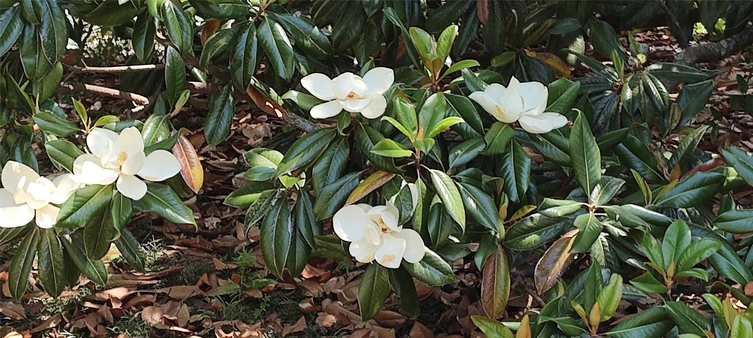 414 Spring Street Washington, GA 30673 - Photo 38 of 42 a bunch of flowers in a garden
