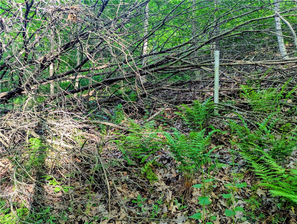 0 Two 2 Mile Road Port Allegany, PA 16743 - Photo 23 of 29