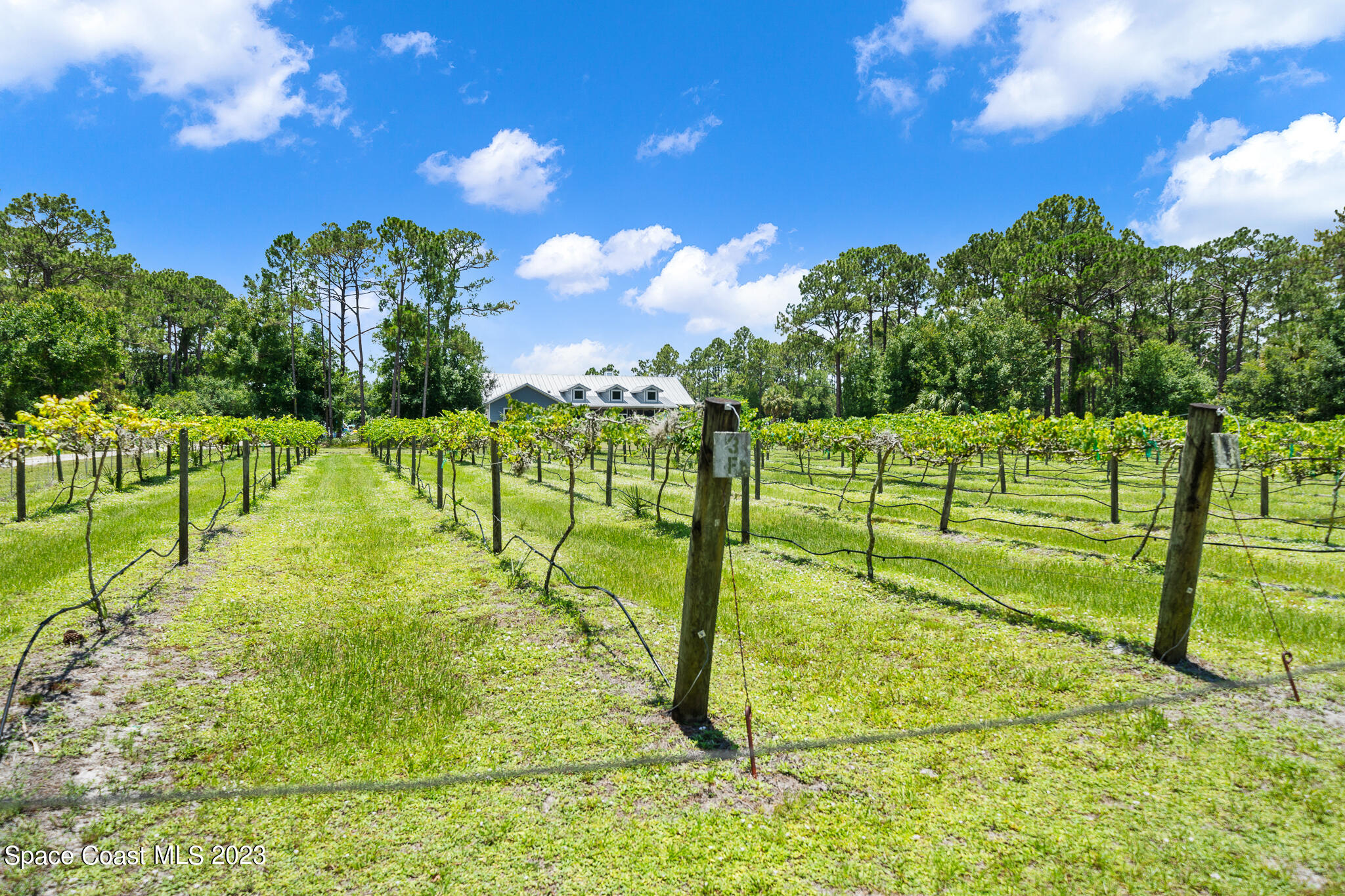 3836 Hield Road Northwest Palm Bay, FL 32907 - Photo 47 of 55 Grape Vineyard