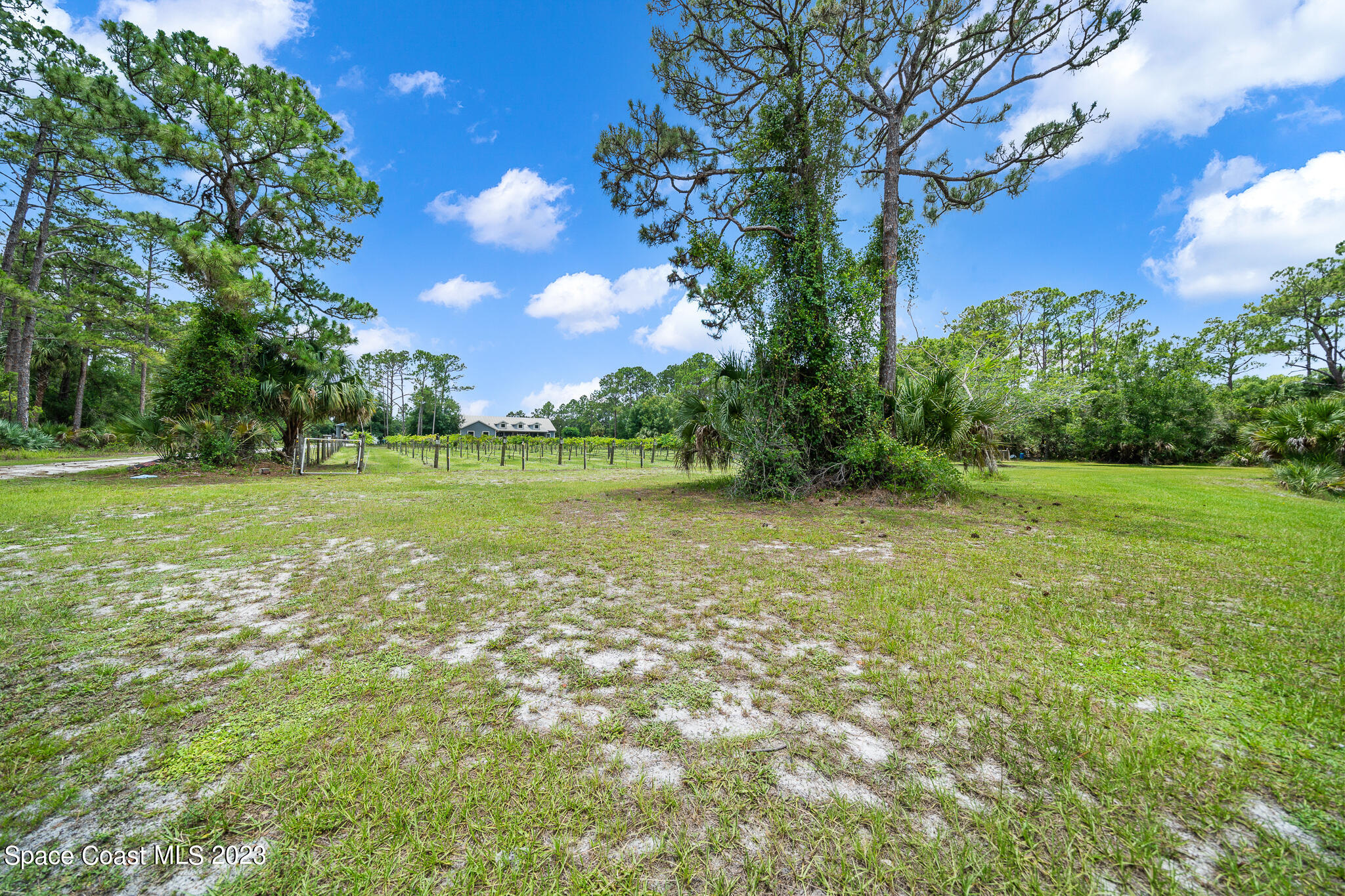 3836 Hield Road Northwest Palm Bay, FL 32907 - Photo 48 of 55 View of Grape Vineyard from River House