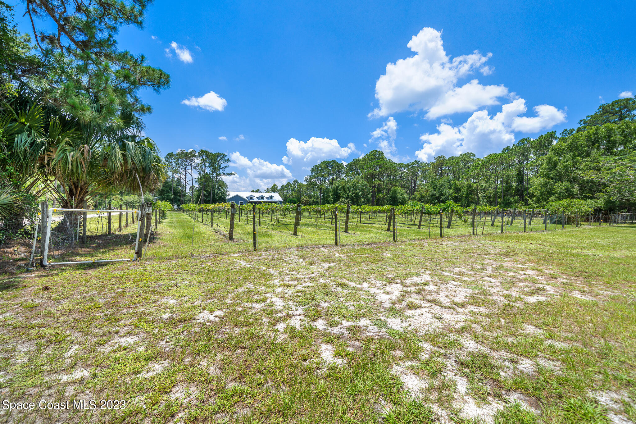 3836 Hield Road Northwest Palm Bay, FL 32907 - Photo 49 of 55 Grape Vineyard