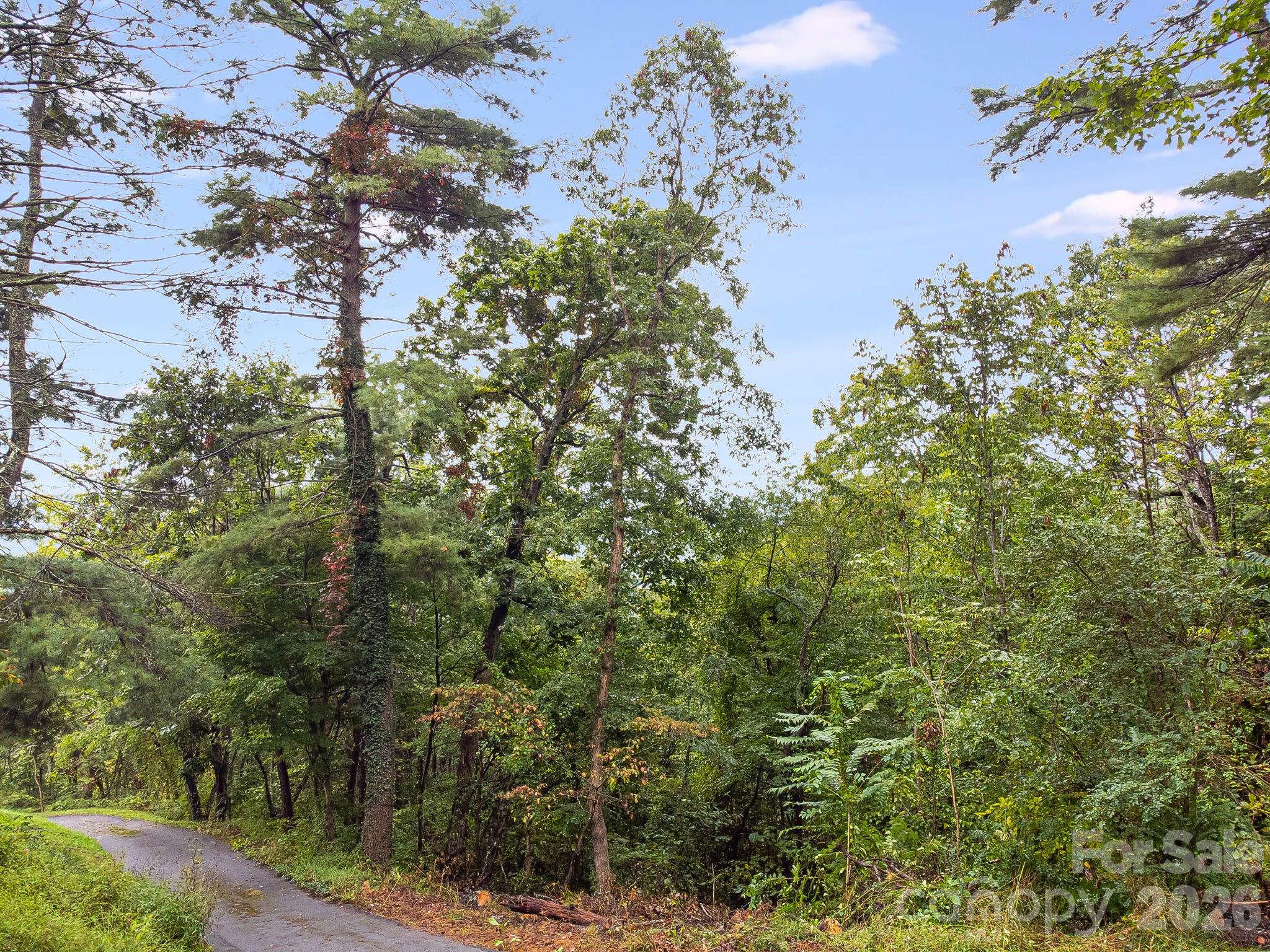 99999 Beaverbrook Road, Unit 2 Asheville, NC 28804 - Photo 23 of 33 a view of a tree