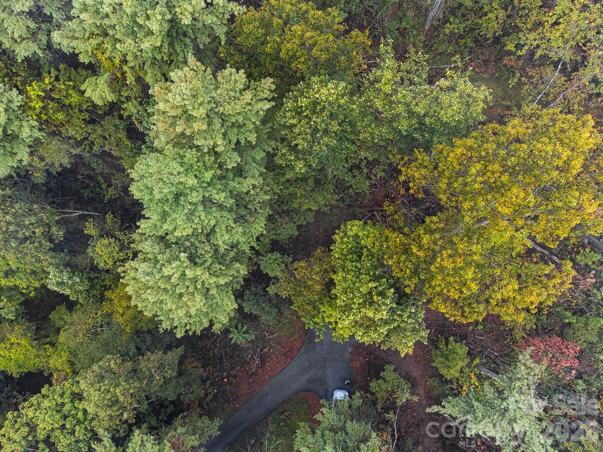 99999 Beaverbrook Road, Unit 2 Asheville, NC 28804 - Photo 24 of 33 a view of a plants with a tree