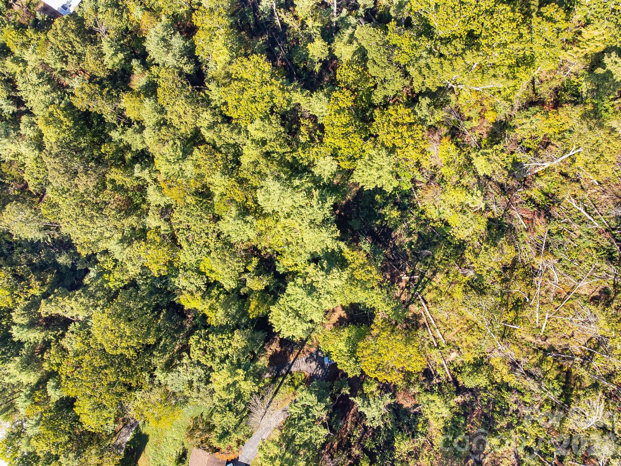 99999 Beaverbrook Road, Unit 2 Asheville, NC 28804 - Photo 26 of 33 a view of a tree with a plant