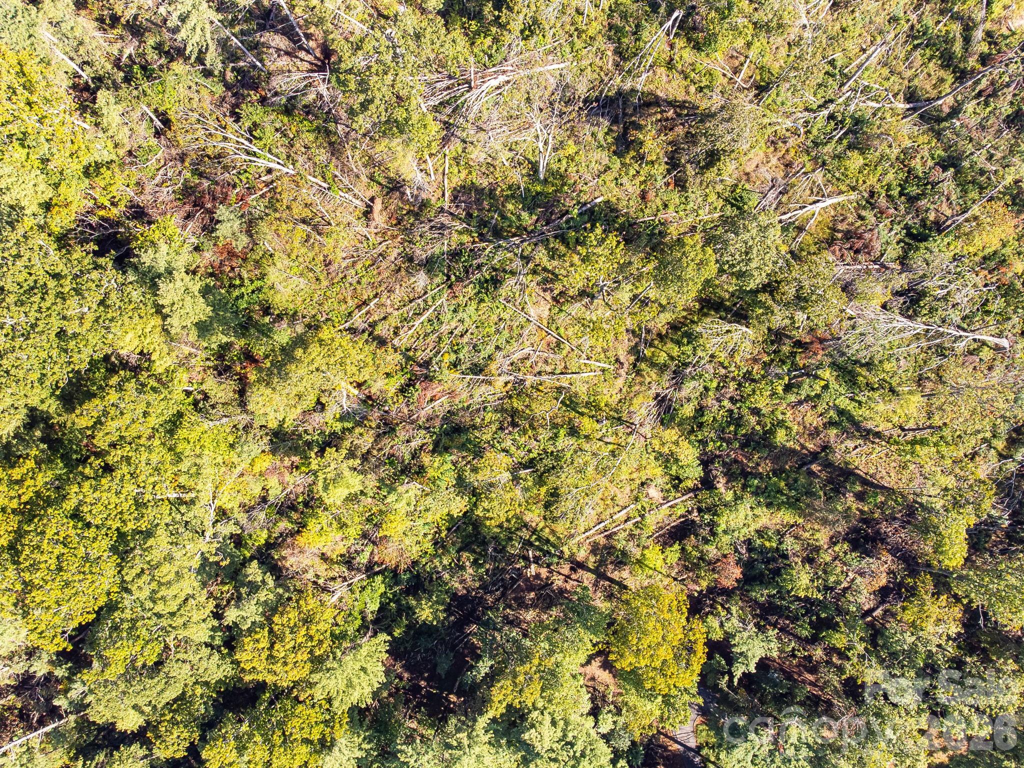99999 Beaverbrook Road, Unit 2 Asheville, NC 28804 - Photo 27 of 33 a view of a tree