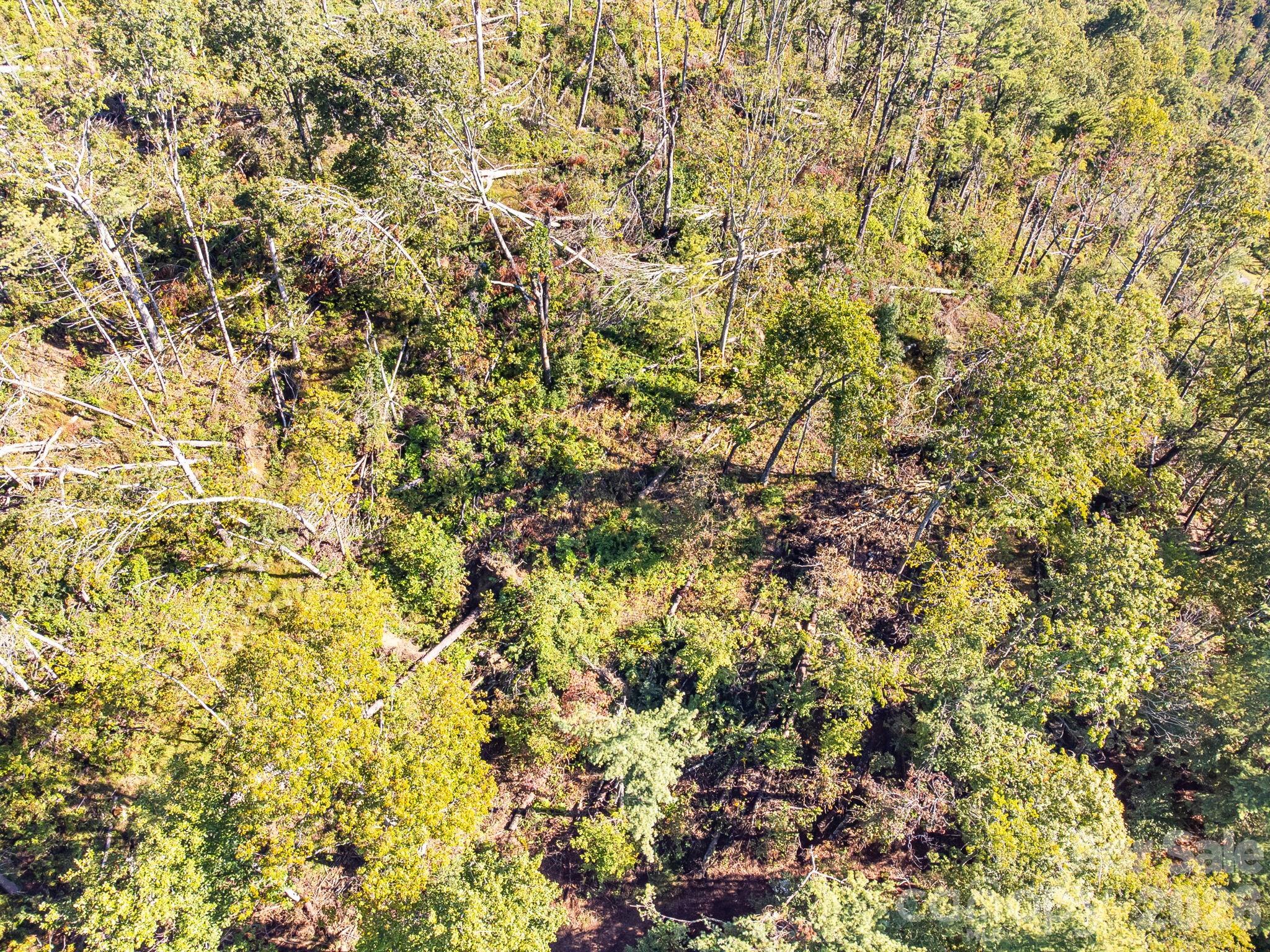 99999 Beaverbrook Road, Unit 2 Asheville, NC 28804 - Photo 28 of 33 a view of a yard of a house