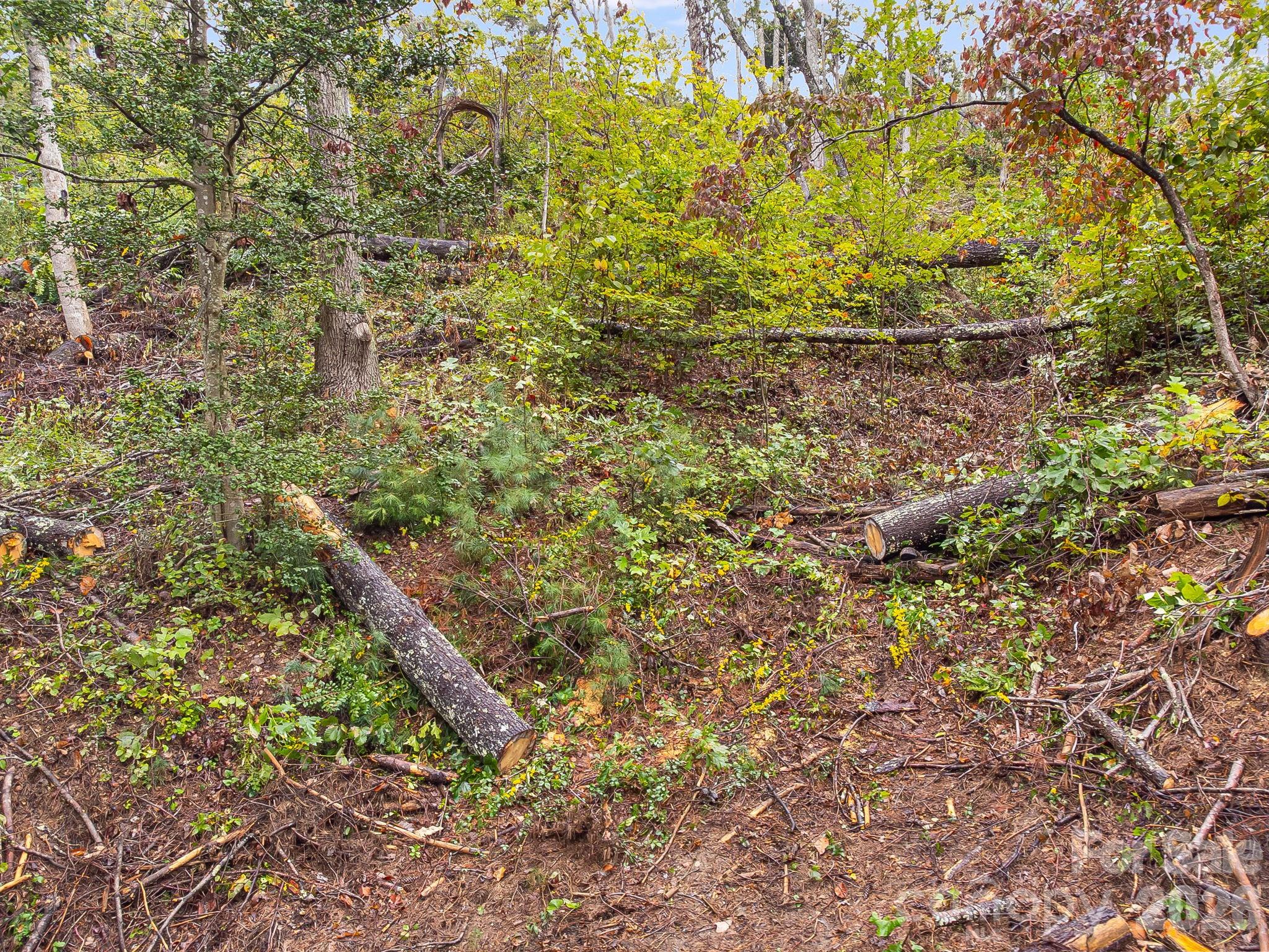 99999 Beaverbrook Road, Unit 2 Asheville, NC 28804 - Photo 4 of 33 a view of a plants with large trees