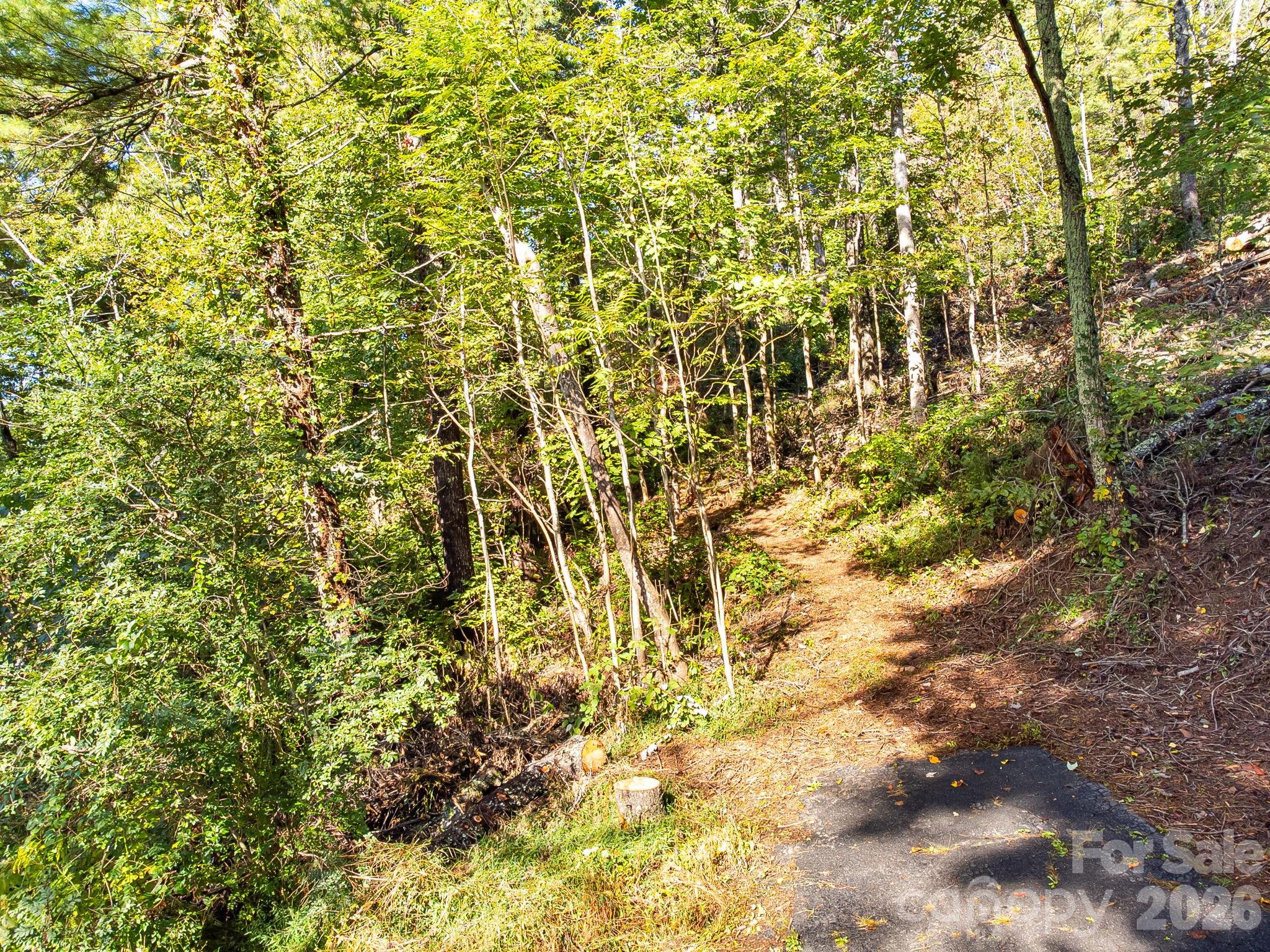 99999 Beaverbrook Road, Unit 2 Asheville, NC 28804 - Photo 5 of 33 a view of a yard with a tree
