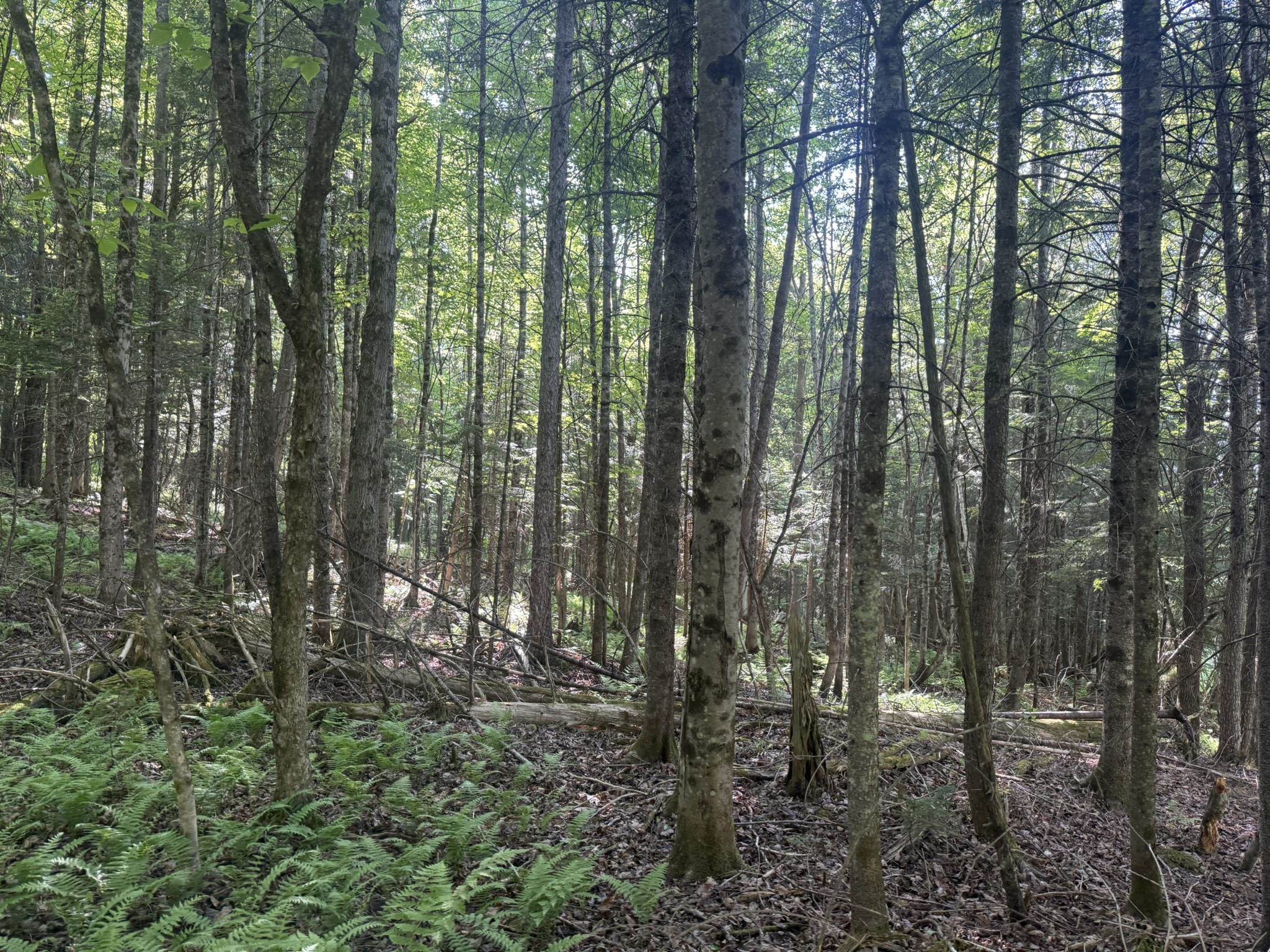 0 Roaring Brook Road Barton, VT 05822 - Photo 11 of 18