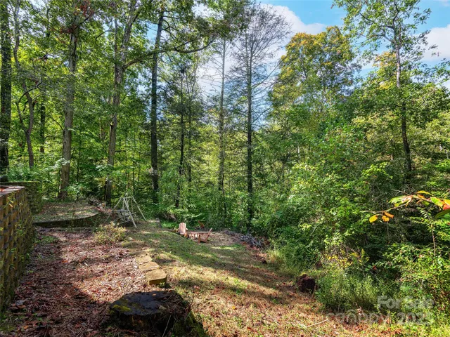 a view of a forest filled with trees