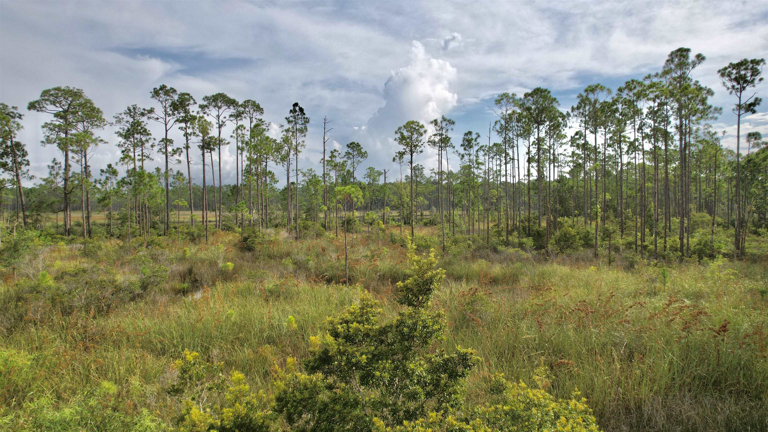 Xx Mill Road Carrabelle, FL 32322 - Photo 2 of 17