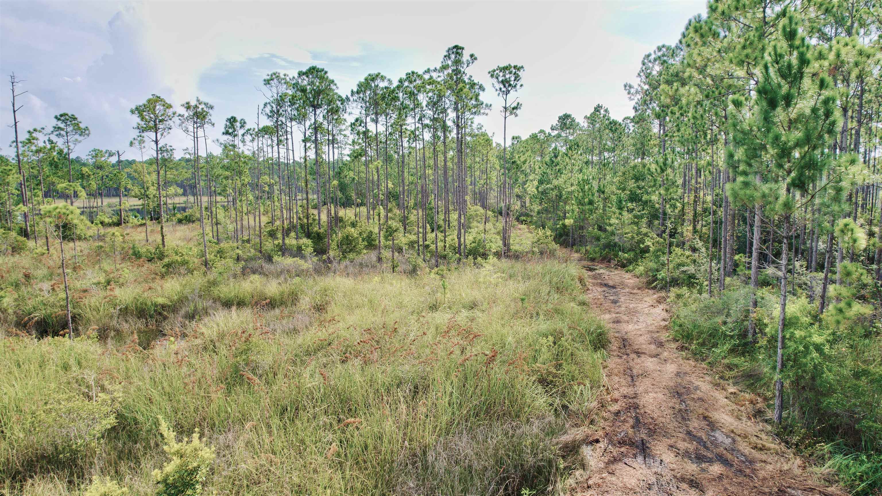 Xx Mill Road Carrabelle, FL 32322 - Photo 3 of 17