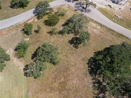 a view of a forest with a tree