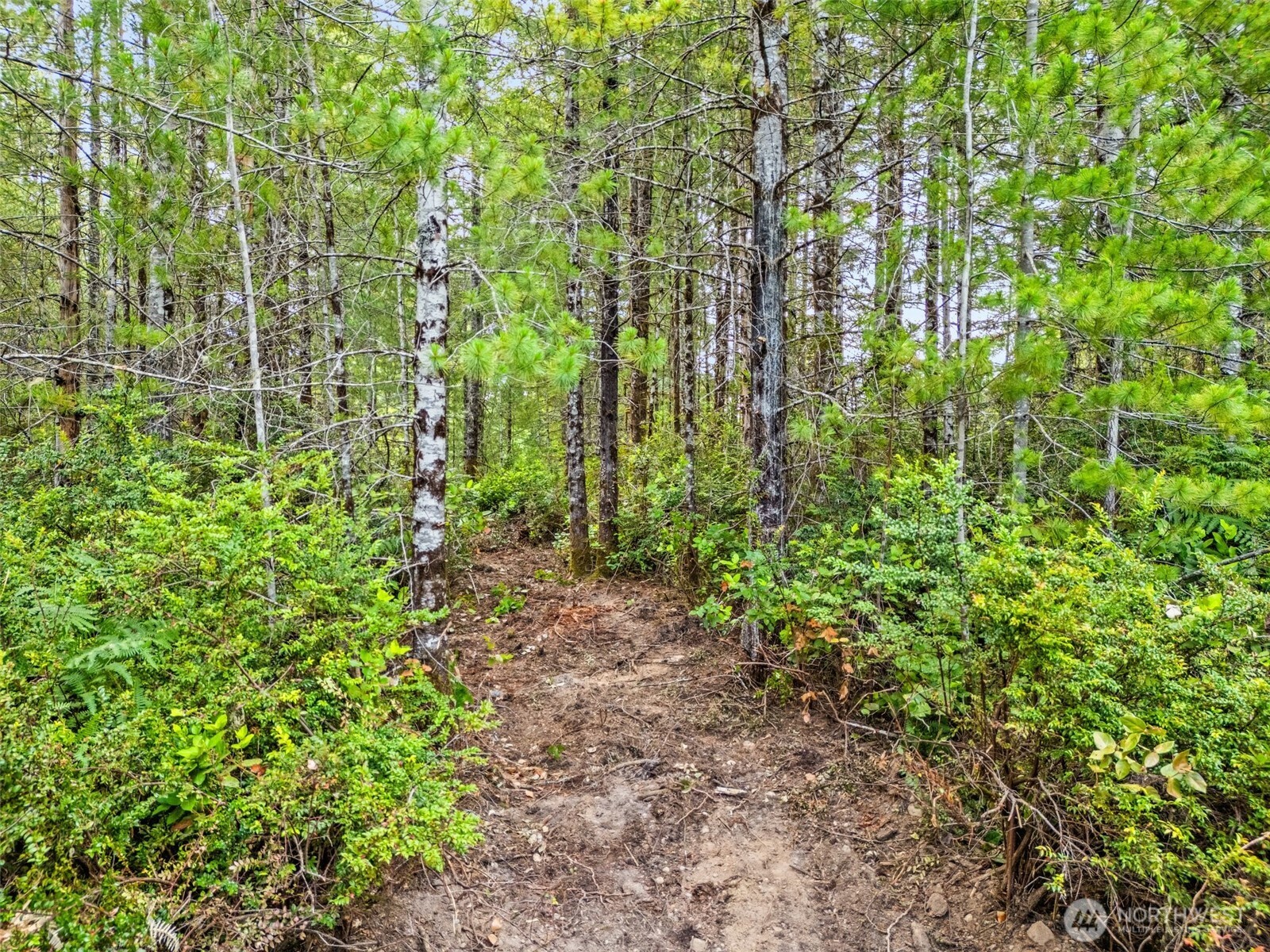 400 Northeast Trudeau Mountain Road Belfair, WA 98528 - Photo 11 of 32 a view of a garden with plants