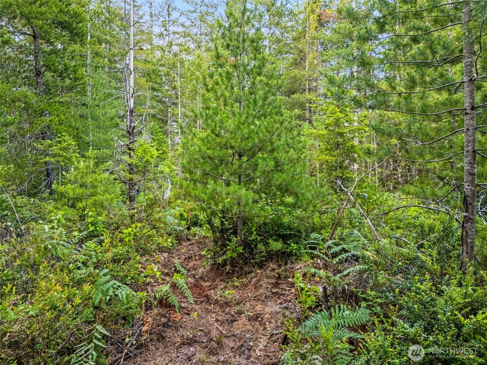 400 Northeast Trudeau Mountain Road Belfair, WA 98528 - Photo 12 of 32 a view of a lush green forest