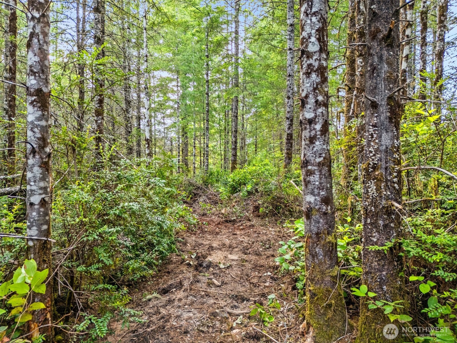 400 Northeast Trudeau Mountain Road Belfair, WA 98528 - Photo 13 of 32 a close up of a plant in a garden