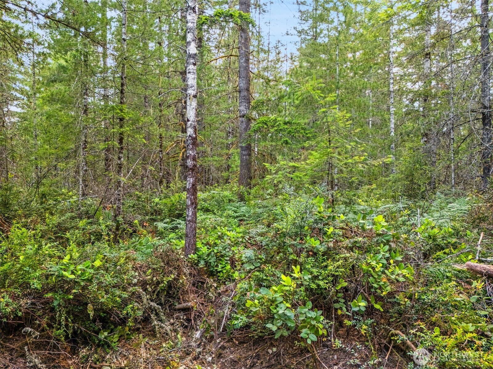 400 Northeast Trudeau Mountain Road Belfair, WA 98528 - Photo 16 of 32 a view of a forest with a tree