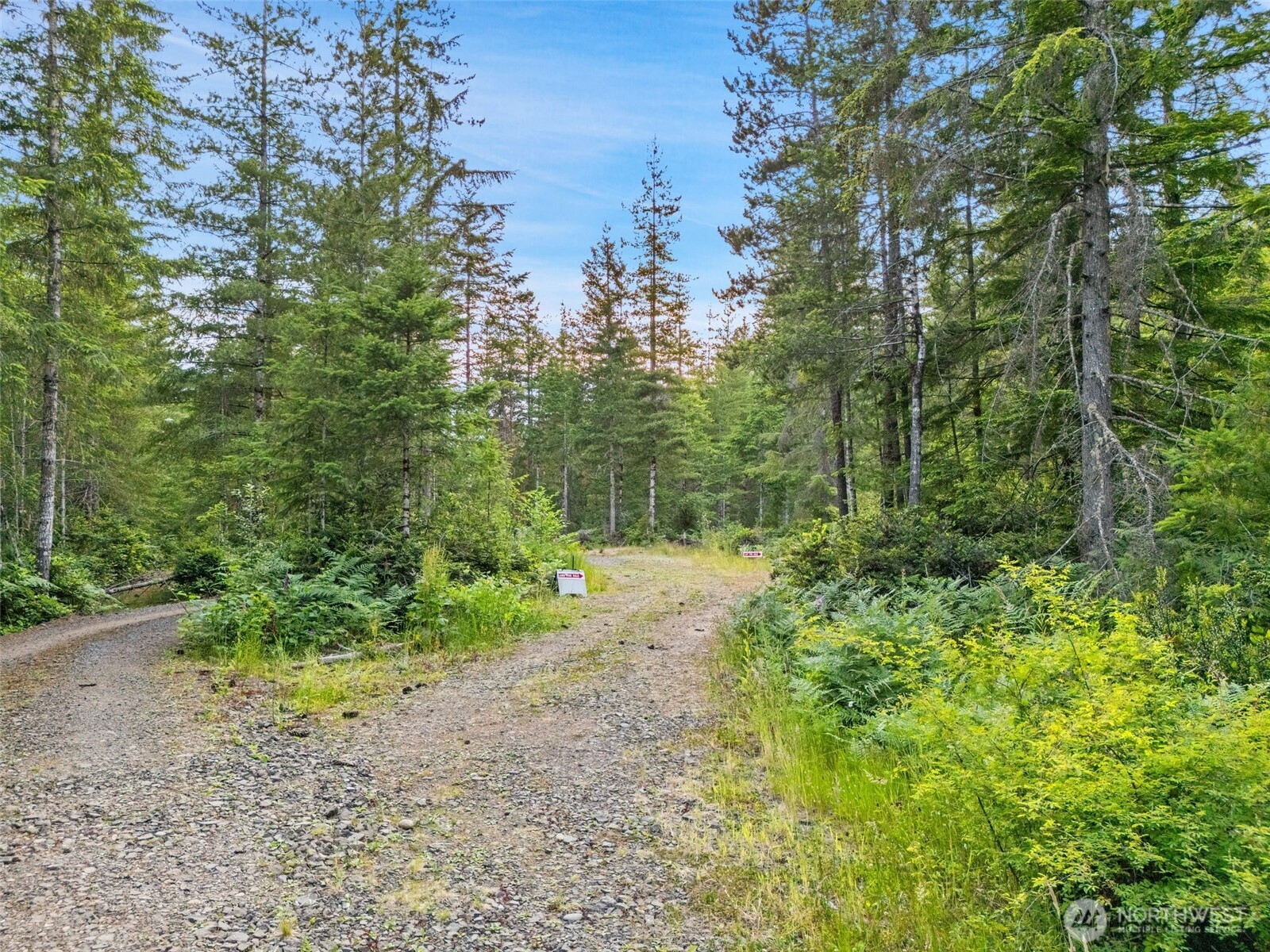 400 Northeast Trudeau Mountain Road Belfair, WA 98528 - Photo 6 of 32 a view of a yard with plants and a large tree