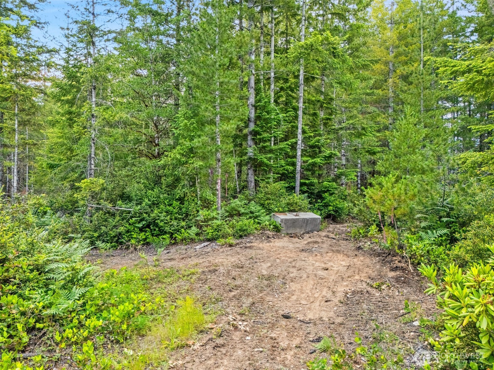 400 Northeast Trudeau Mountain Road Belfair, WA 98528 - Photo 8 of 32 a view of a yard with plants and large trees