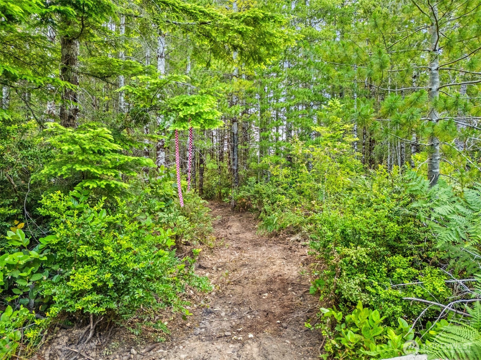 400 Northeast Trudeau Mountain Road Belfair, WA 98528 - Photo 10 of 32 a plant view in yard