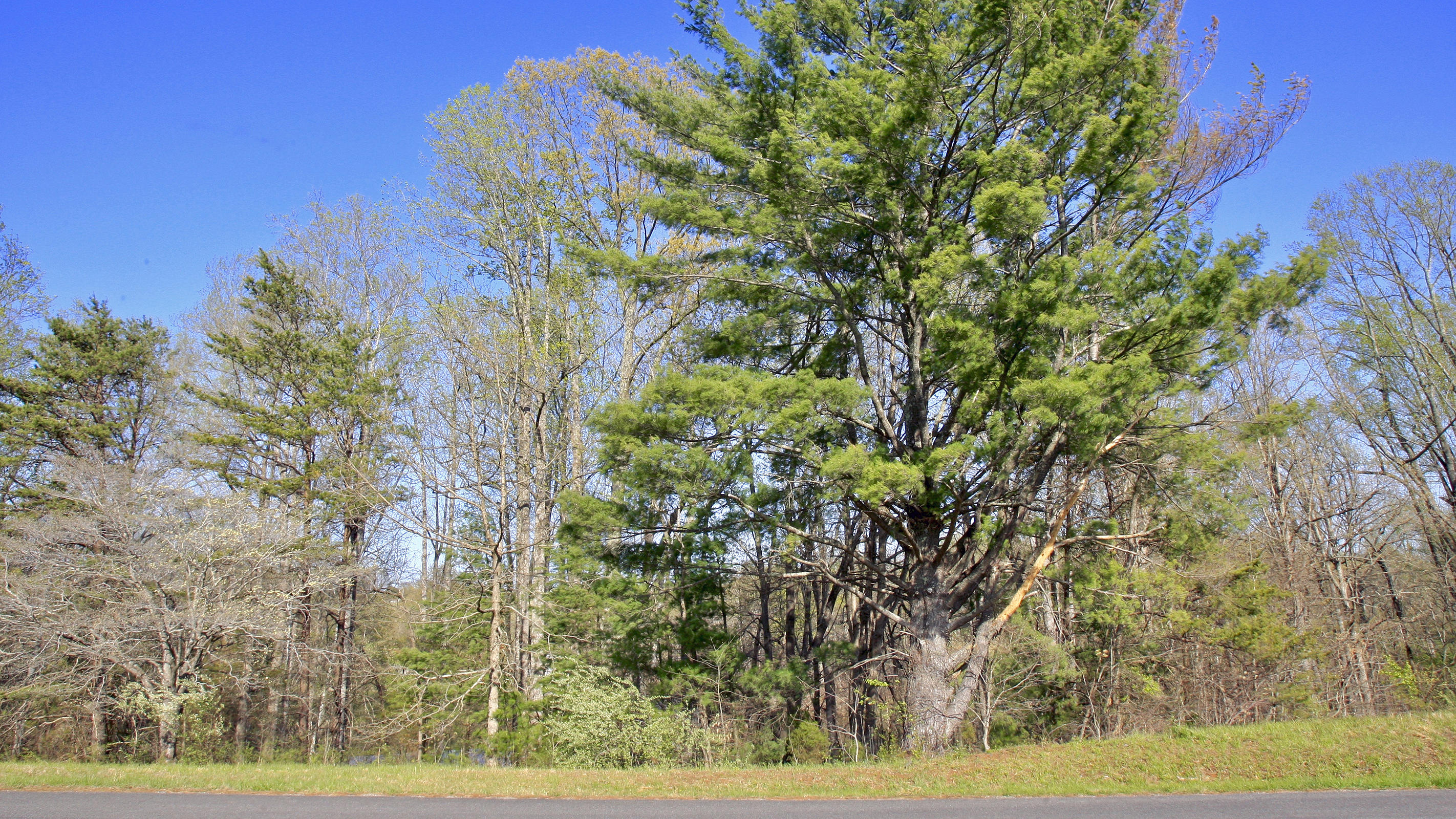 1229 Trails End Road Goodview, VA 24095 - Photo 96 of 106 $39,000. LIST PRICE ACROSS THE STREET
