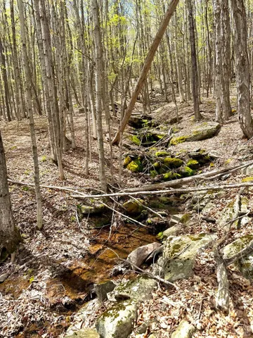 a view of a yard with trees