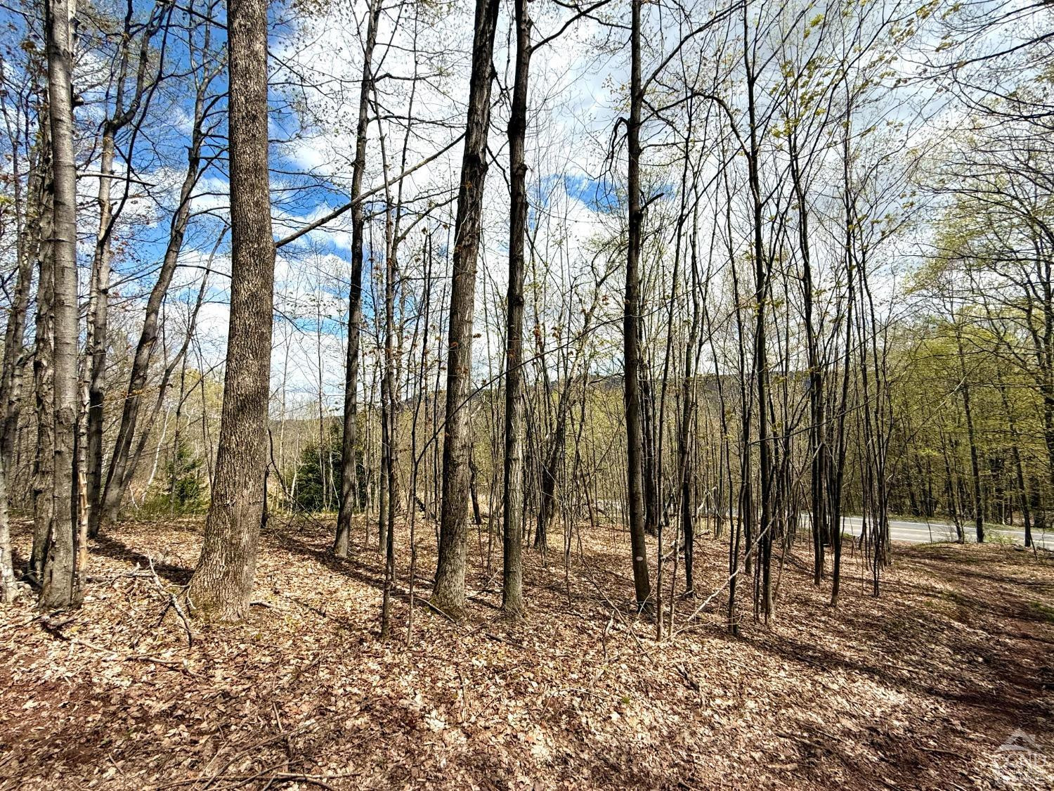 760 County Route 10 Windham, NY 12496 - Photo 15 of 27 a view of a forest covered with trees