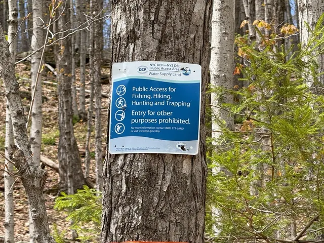 a picture of a tree in a forest