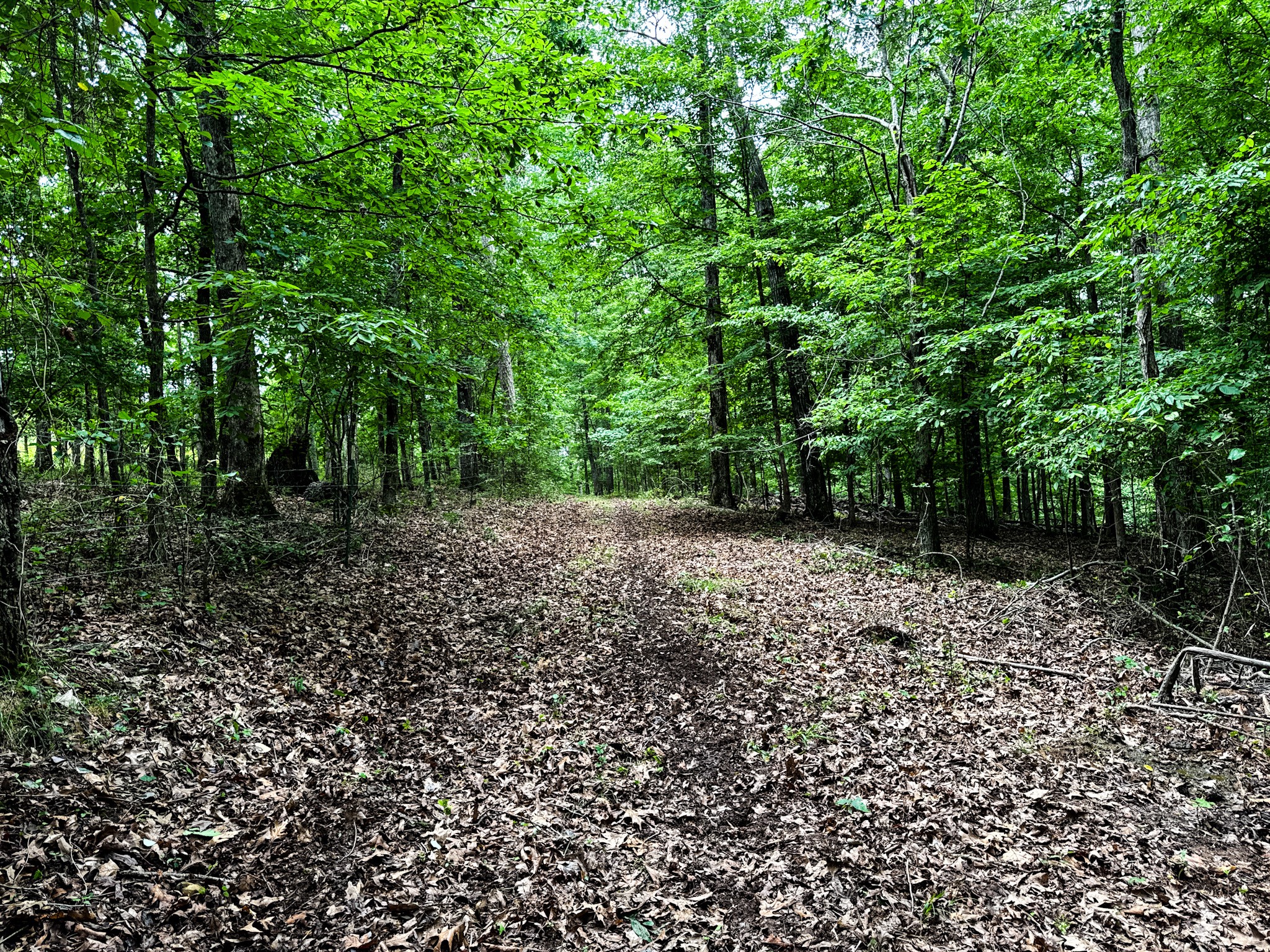 1198 David Patterson Road Lutts, TN 38471 - Photo 45 of 82 a view of a yard with plants and large trees