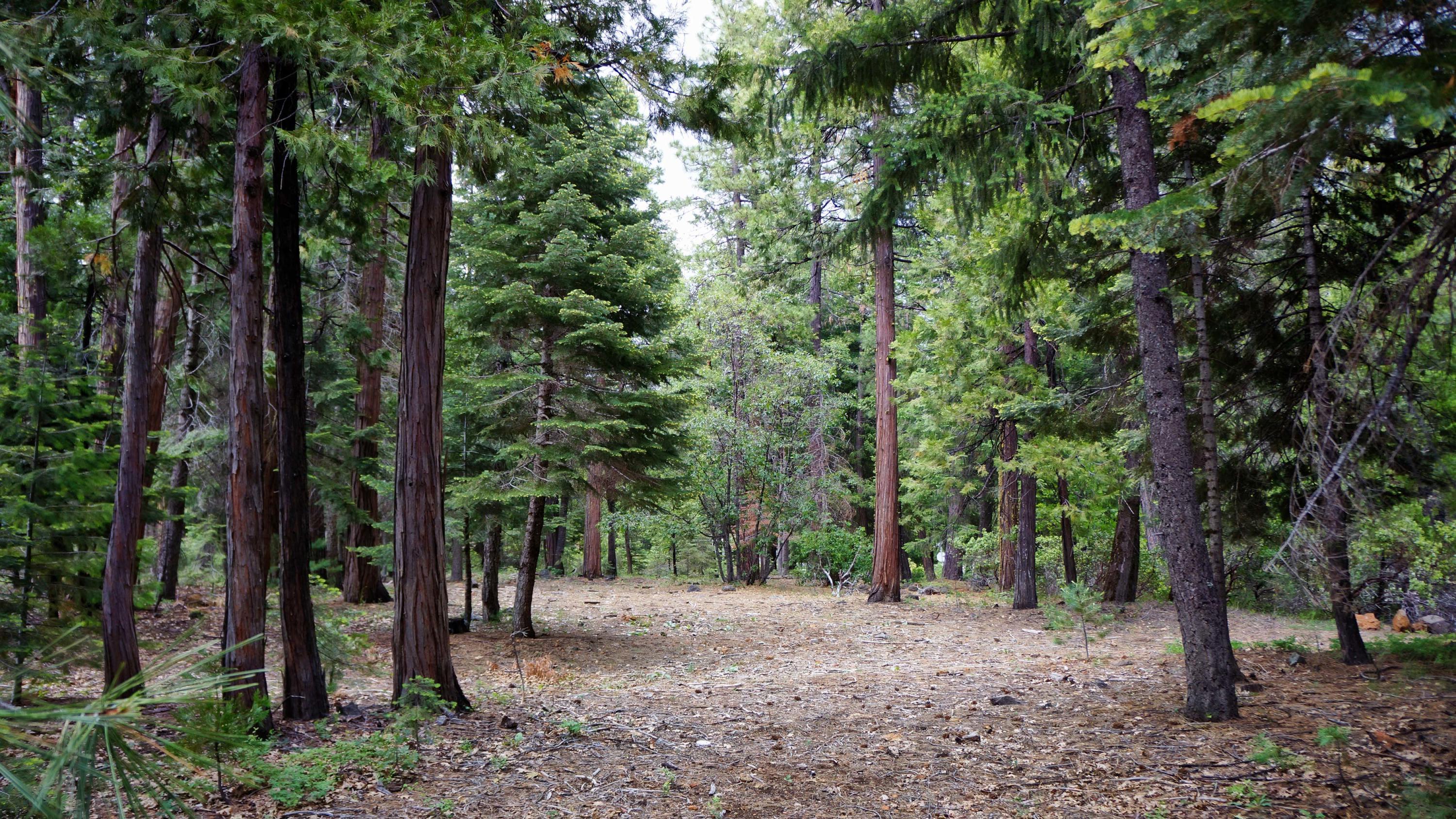 8222 Ritts Mill Road Shingletown, CA 96088 - Photo 2 of 50 Gorgeous Pines & Cedars