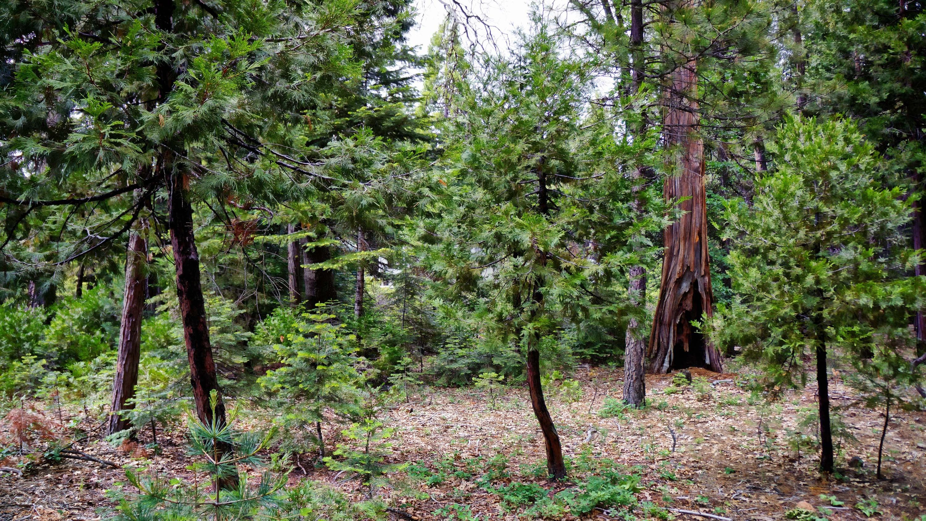 8222 Ritts Mill Road Shingletown, CA 96088 - Photo 22 of 50 Property View