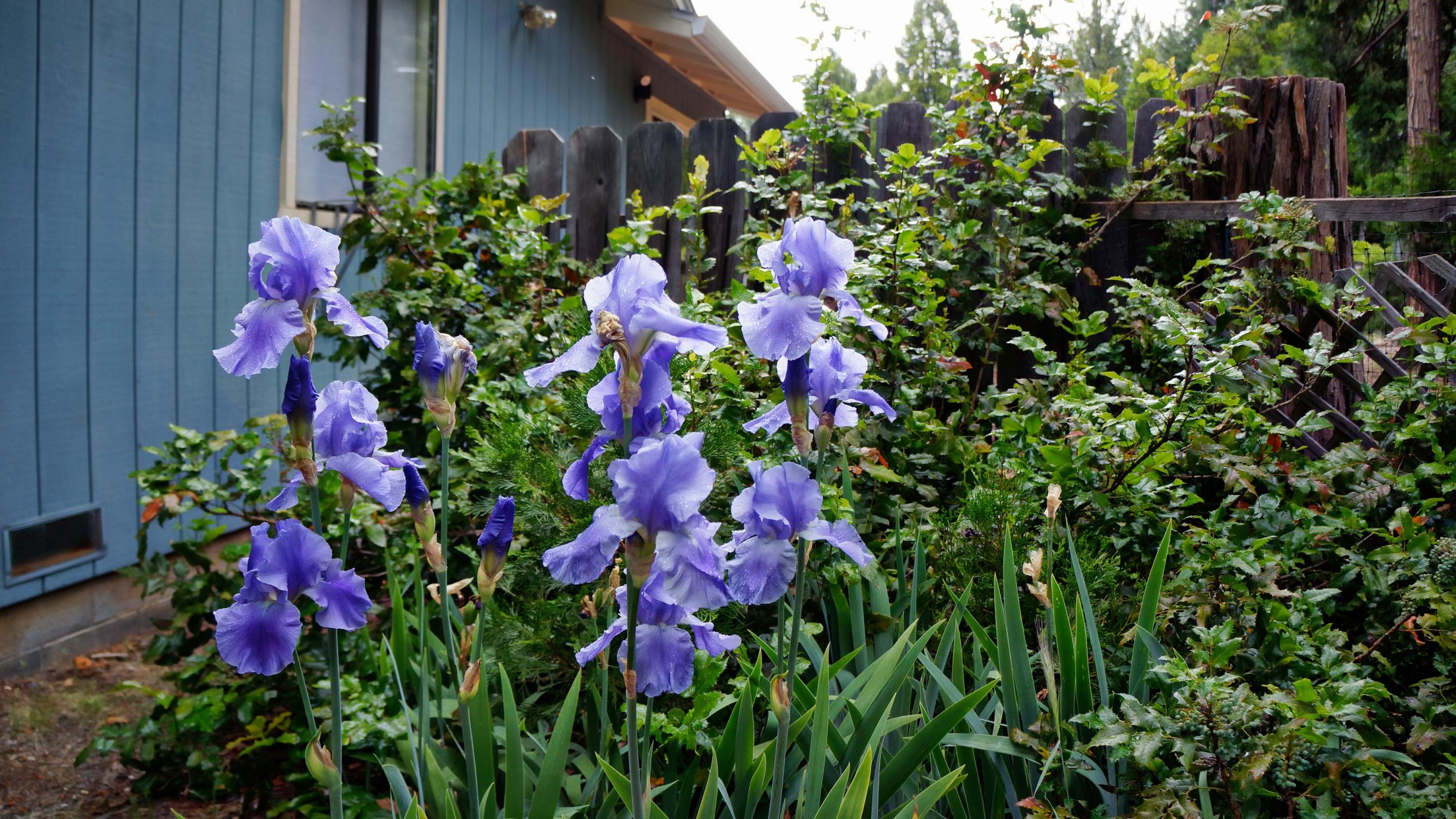 8222 Ritts Mill Road Shingletown, CA 96088 - Photo 4 of 50 Established Flower Garden