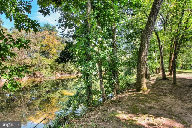a view of a tree in a yard