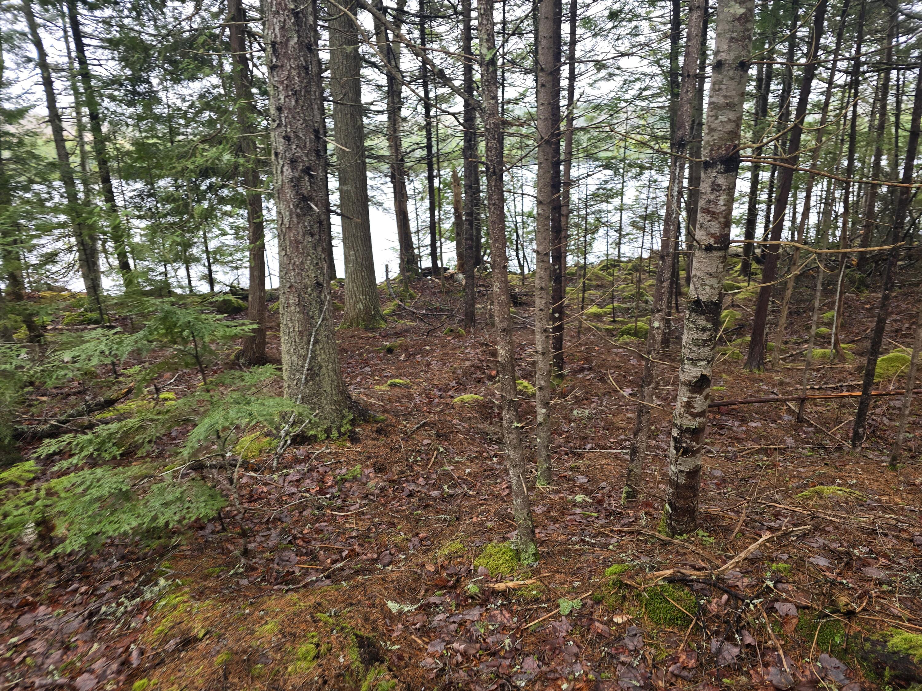Lot C Lot C Deer Point Road Robbinston, ME 04671 - Photo 5 of 5 20250507_132655