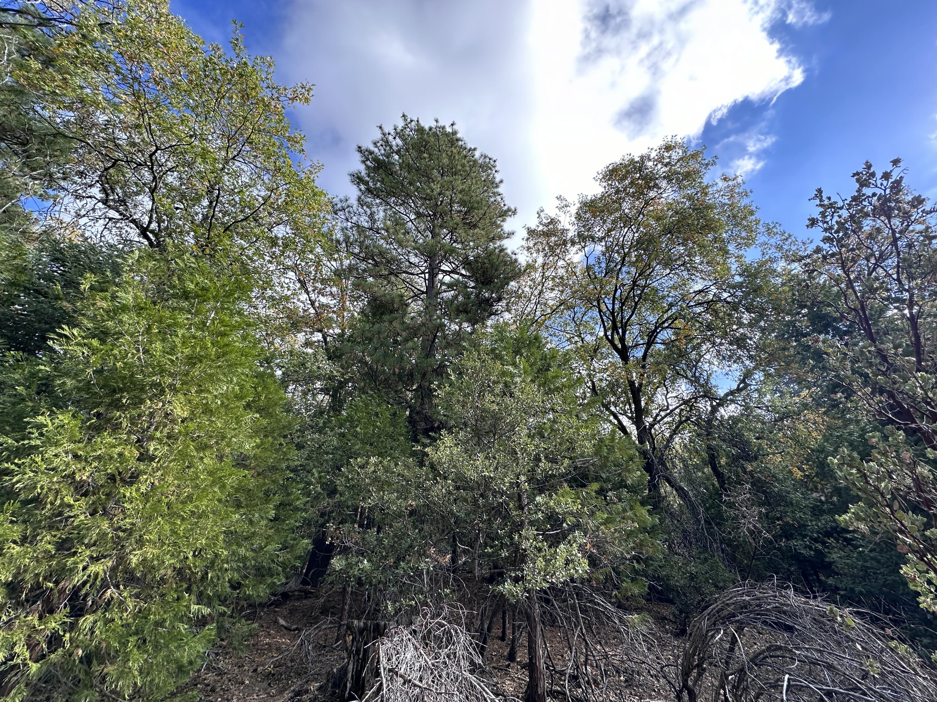 0 Round Robin Drive Idyllwild, CA 92549 - Photo 4 of 12 a view of a yard with plants and trees