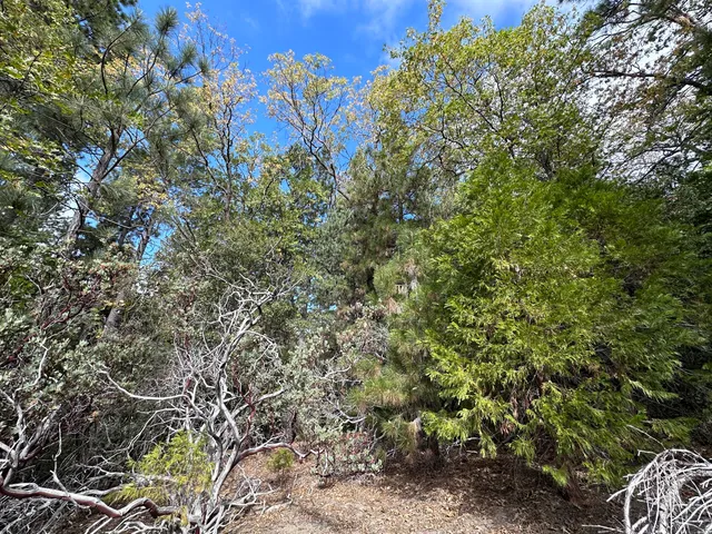 a view of a plant with a tree