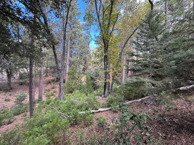 a view of a forest with large trees