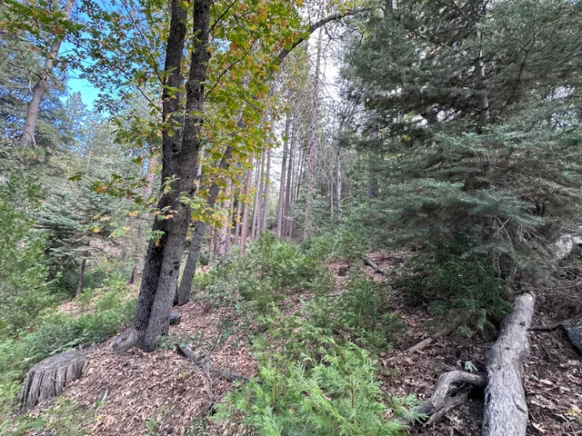 a view of a garden with large trees