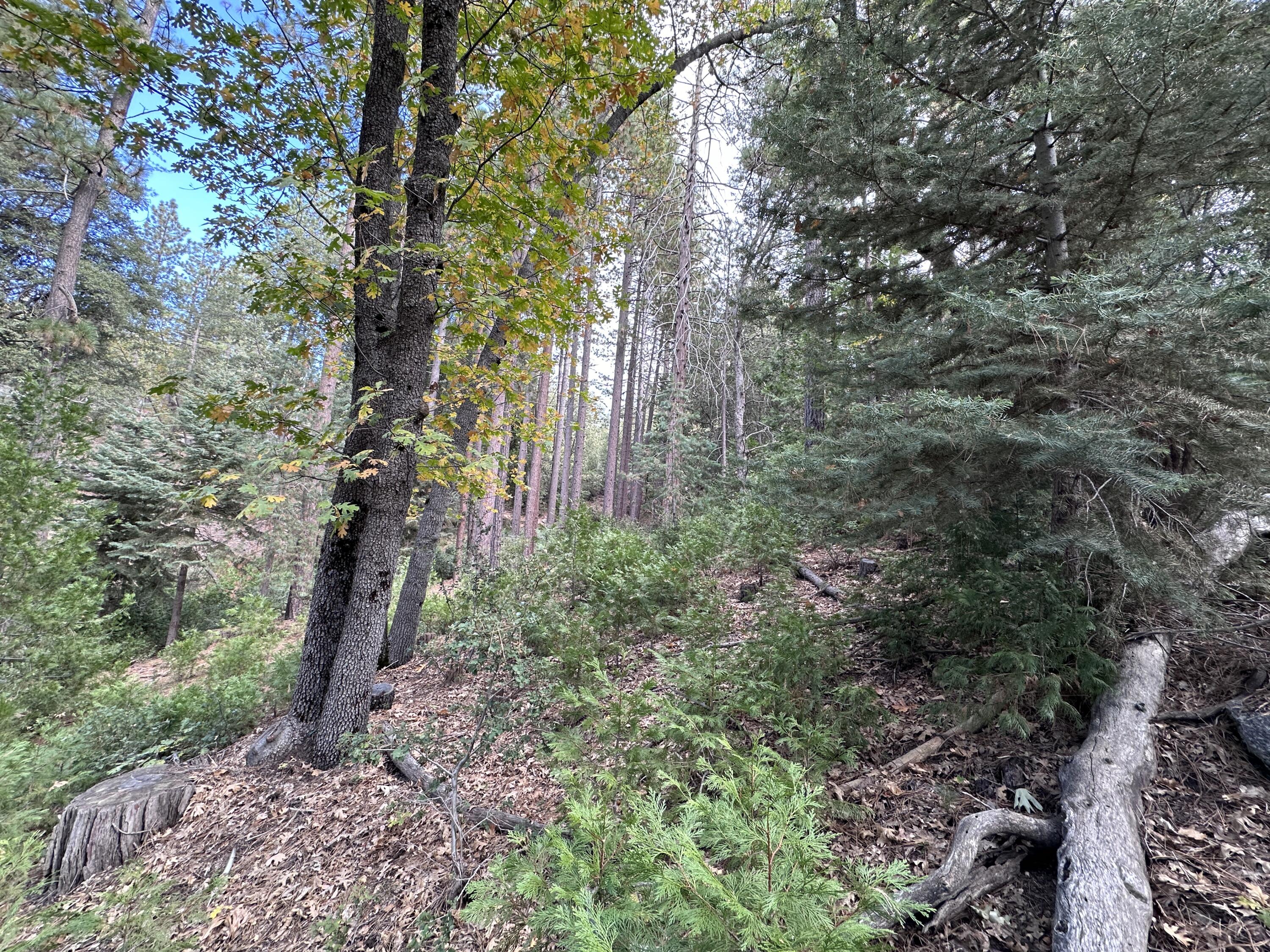 0 Round Robin Drive Idyllwild, CA 92549 - Photo 8 of 12 a view of a garden with large trees