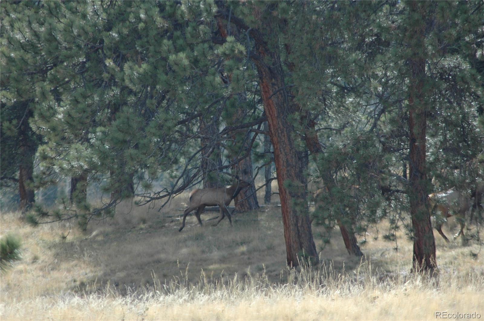 2 County 51 Divide Divide, CO 80814 - Photo 8 of 9 Gallery Image 8