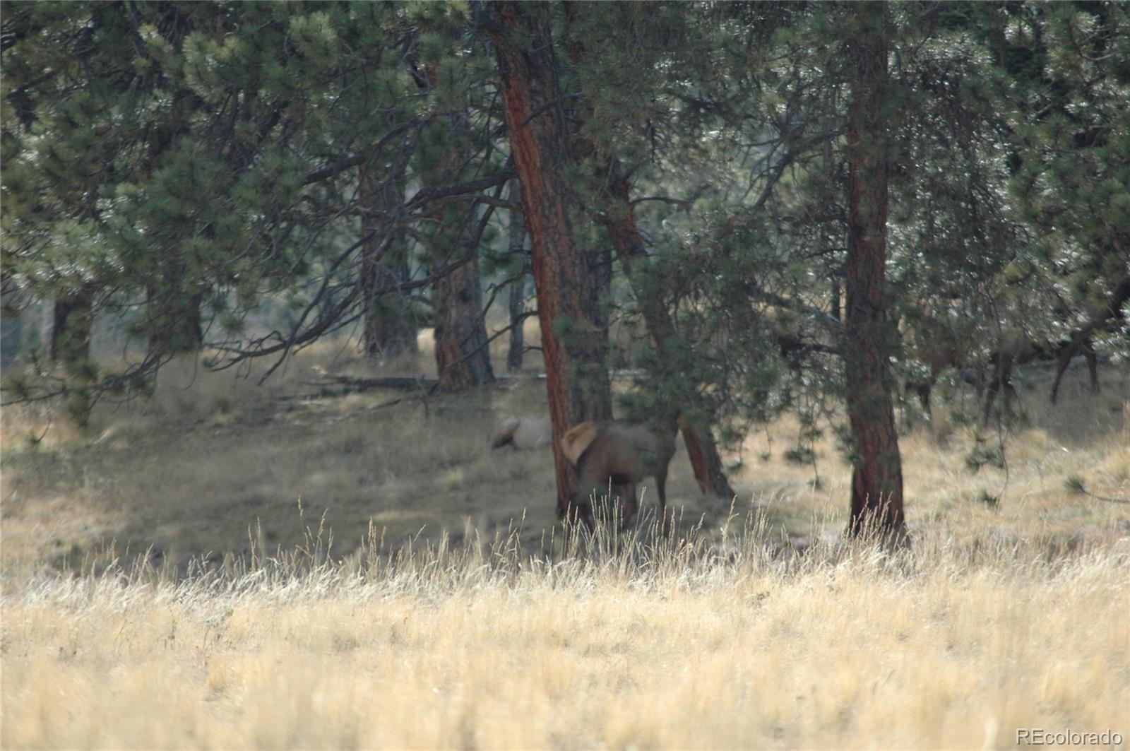 2 County 51 Divide Divide, CO 80814 - Photo 9 of 9 Gallery Image 9
